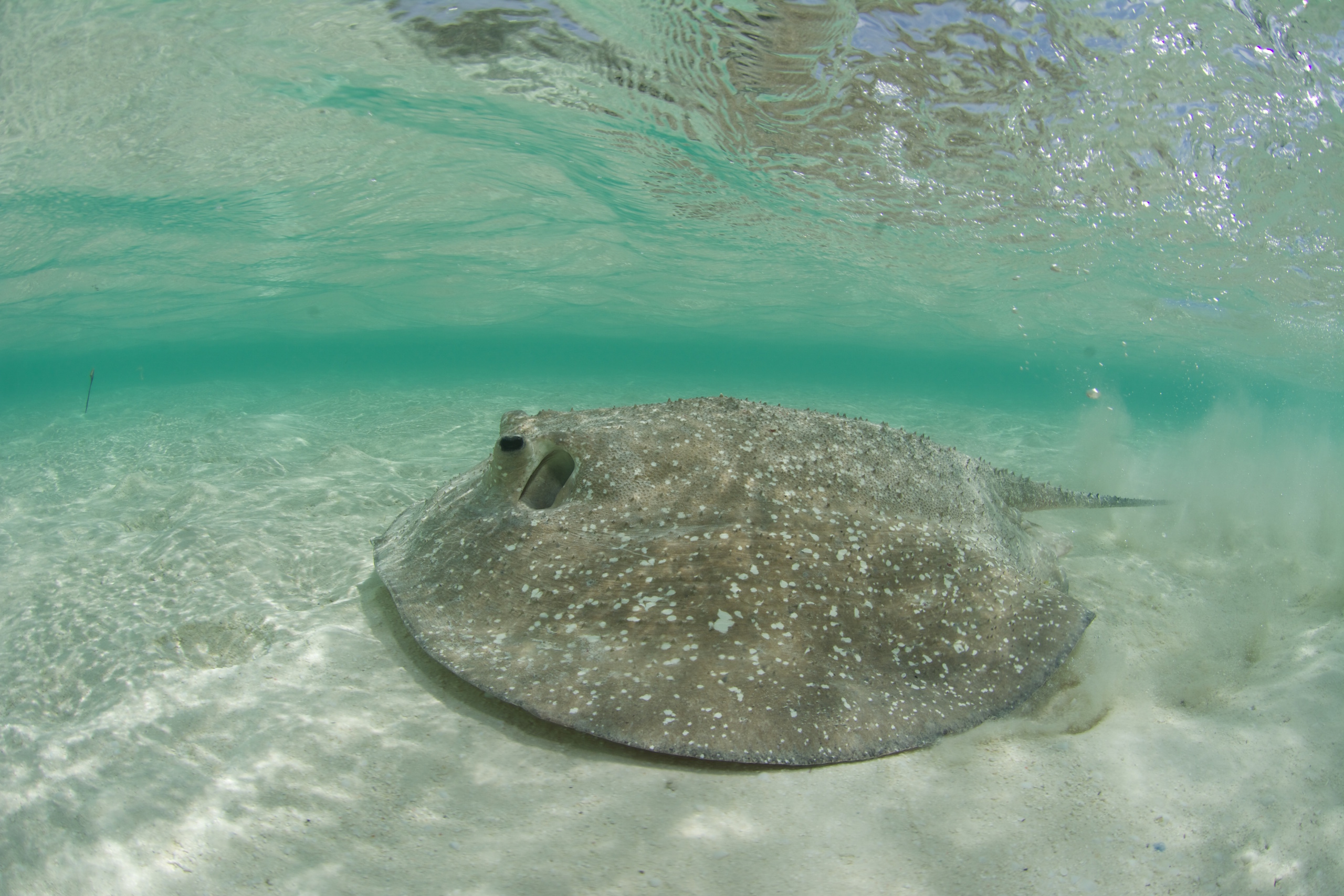 A porcupine ray swims past an acoustic receiver in St Joseph’s lagoon, which is home to large populations of feathertail, mangrove and porcupine rays. The SOSF–D’Arros Research Centre is studying how these three stingray species interact and move around the lagoon.<br>Photo by Rainer von Brandis | © Save Our Seas Foundation