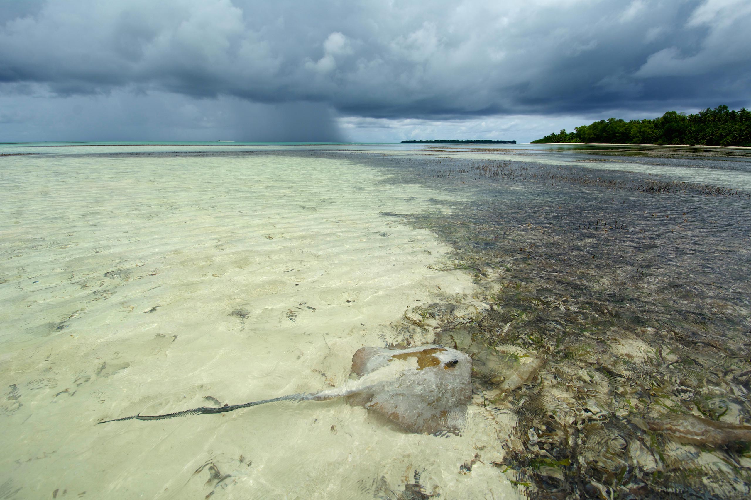 St Joseph’s lagoon provides a perfect nursery ground for stingrays such as this feathertail ray. At high tide, large predators flood into the area to hunt and give birth, but most leave again when the water drains away at low tide.<br>Photo by Rainer von Brandis | © Save Our Seas Foundation