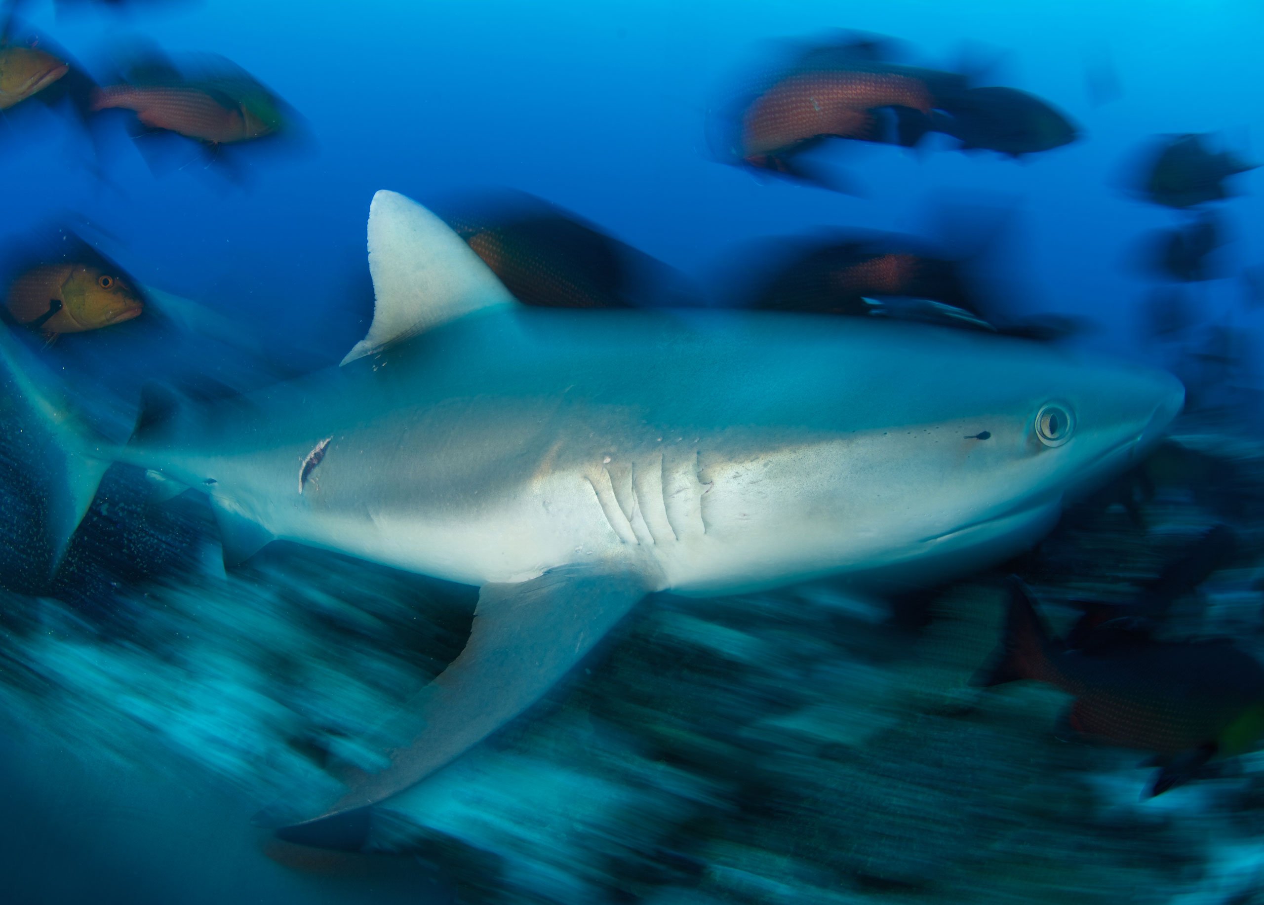 Skittish grey reef sharks are the wardens of the reef. Torpedo-shaped and monochrome, they are regularly encountered patrolling around D’Arros Island.<br>Photo by Rainer von Brandis | © Save Our Seas Foundation