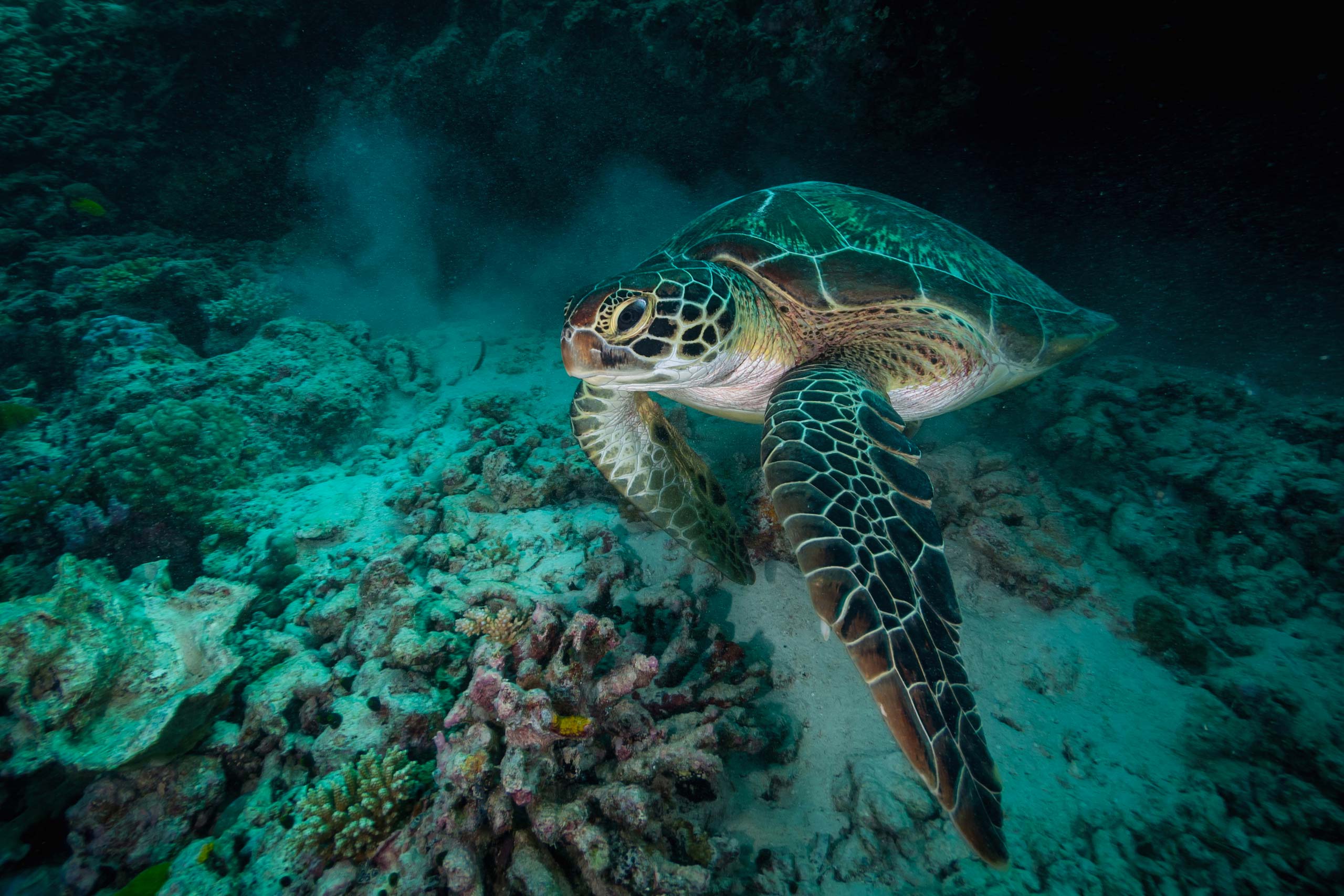 In the past, thousands of green turtles were killed and exported from the Seychelles for turtle soup. They received full protection in 1994 and the new reserve will provide them with an important haven.<br>Photo by Nicholas Jones | Danah Divers